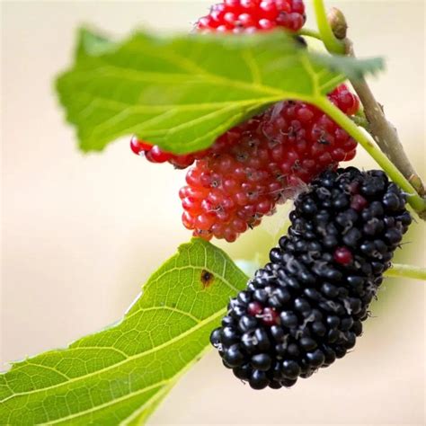 native mulberry tree for sale|mulberry species with small fruit.